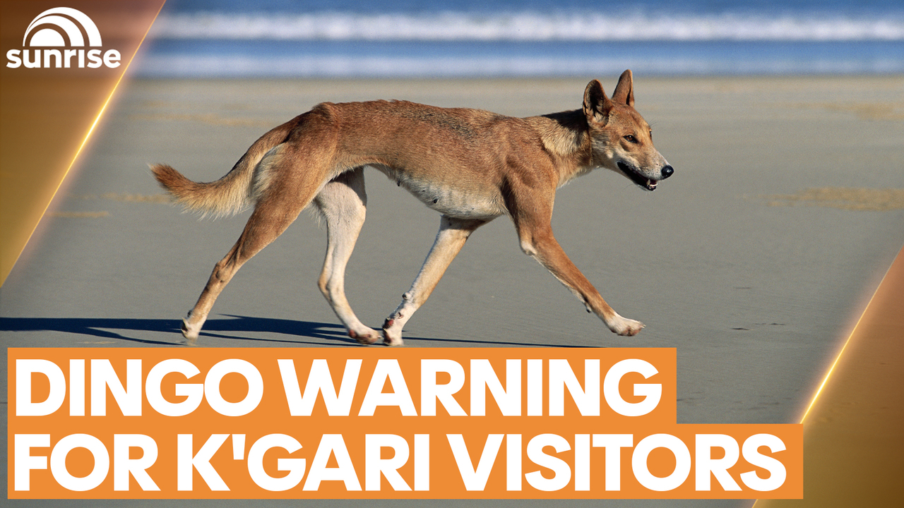 Australia dingo attack: 6-year-old boy hospitalized