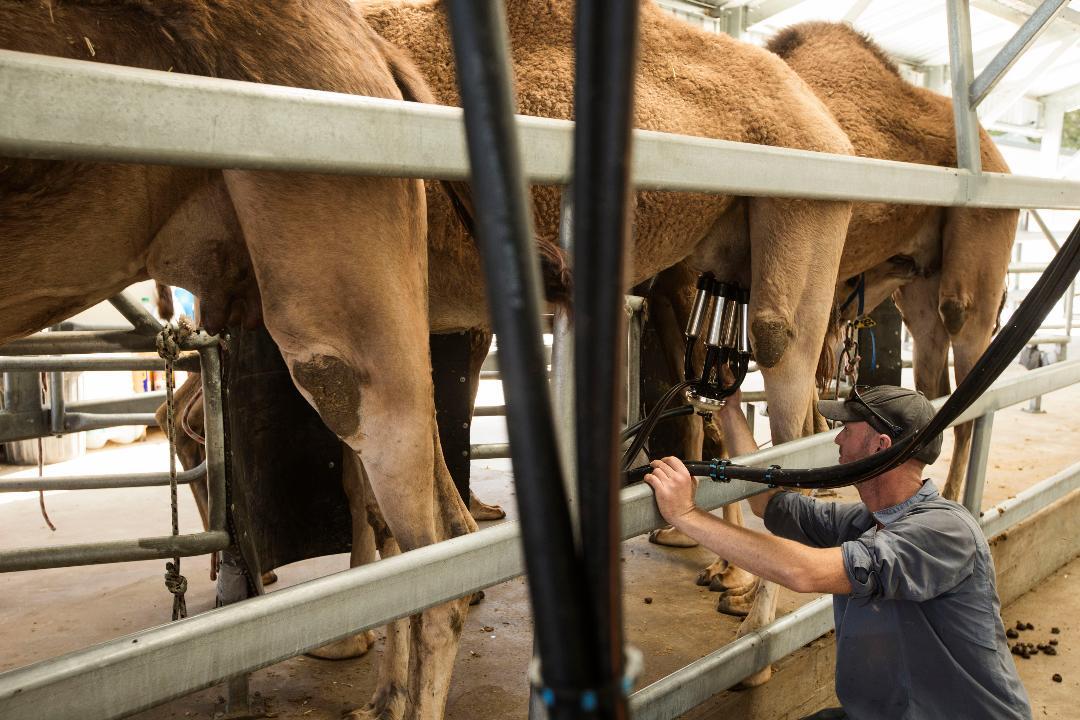 White gold' camel milk to shake up industry | The West Australian White gold' camel milk to shake up industry | The West Australian