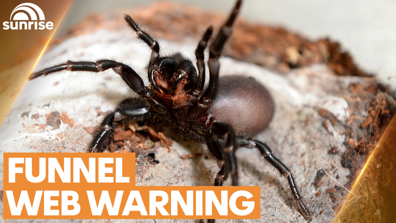 Spider news, Australia: Man's close encounter with deadly arachnid in pool