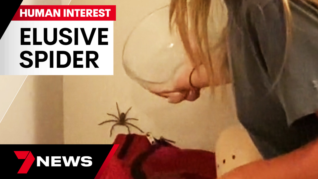 Queensland Museum to discover up to 100 new spider species