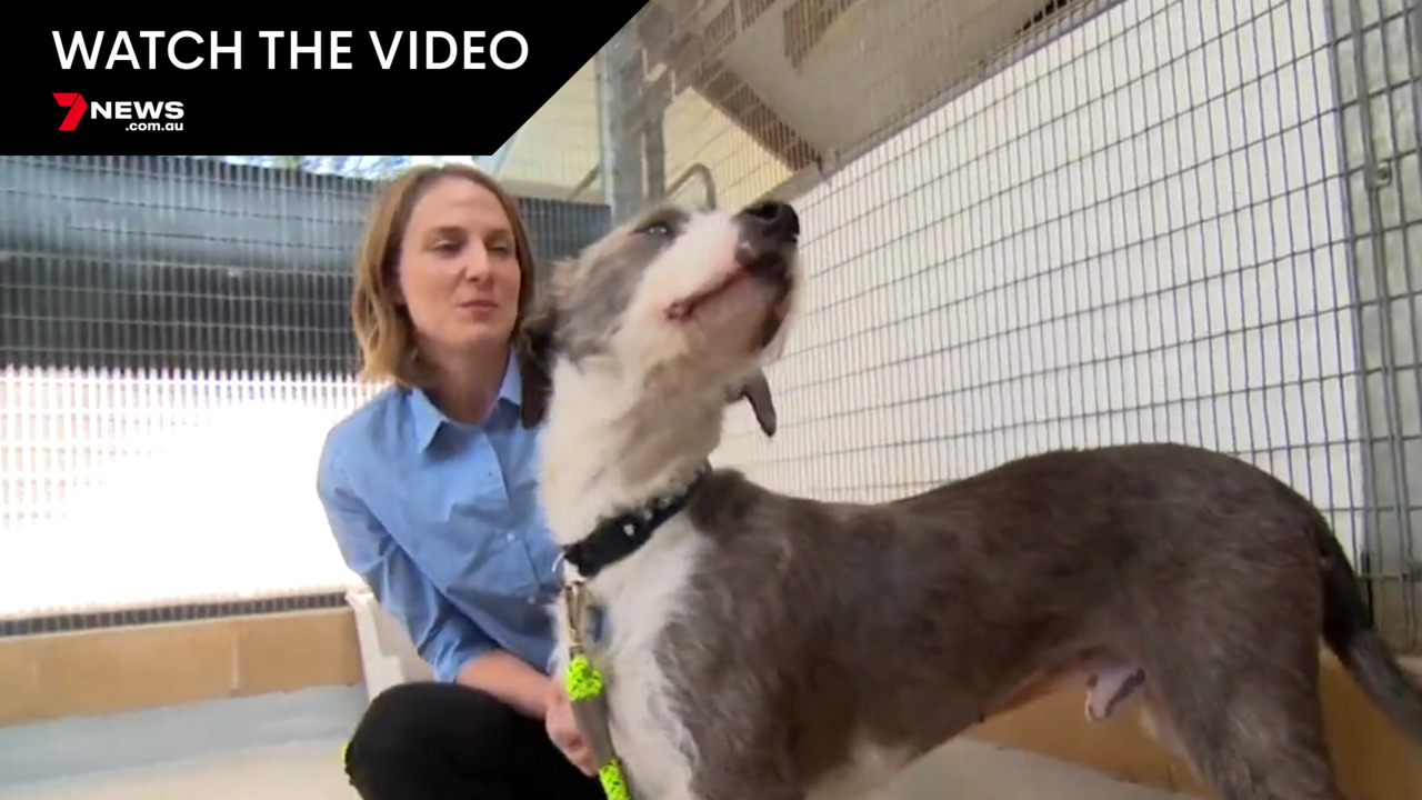 How Much Does It Cost To Surrender A Dog To Rspca