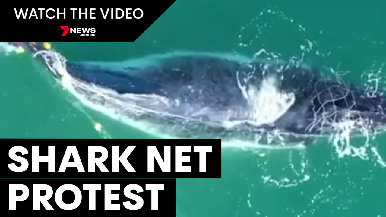Push to remove shark nets from Australian waters