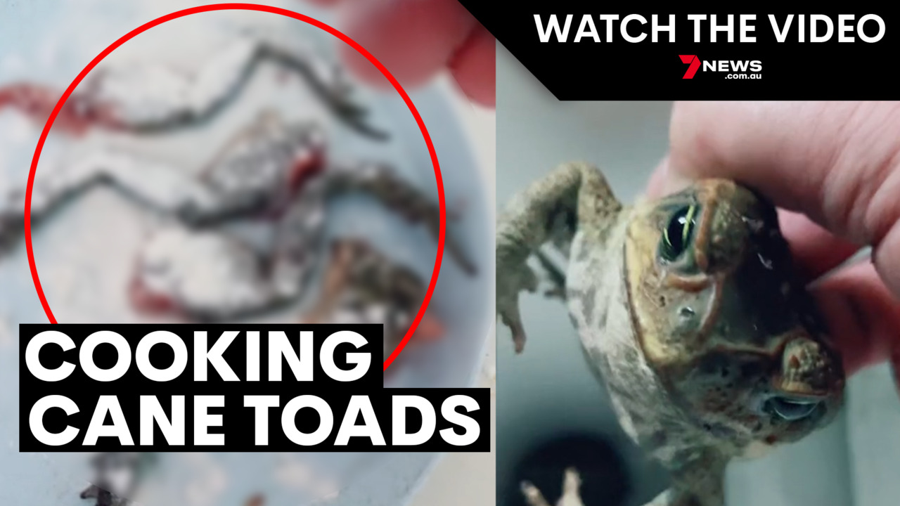 Watch a horrifying X-ray video of a cane toad eating