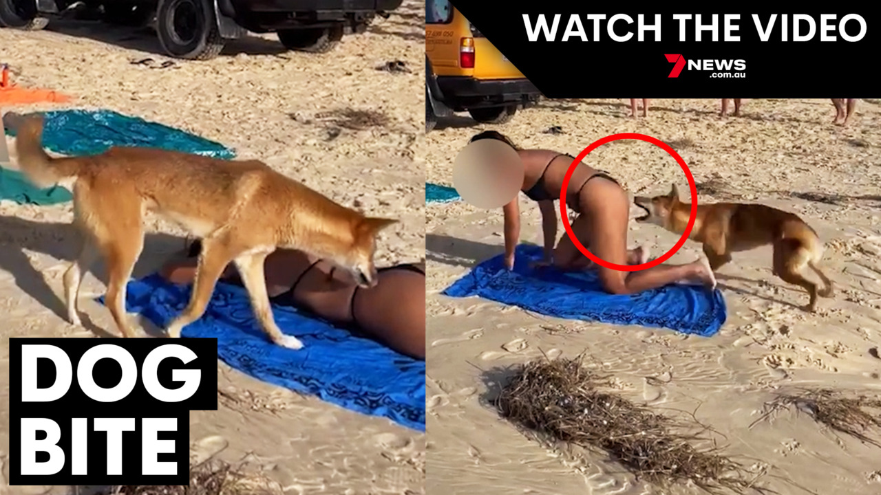 In rare attack, dingo repeatedly bites and holds girl underwater