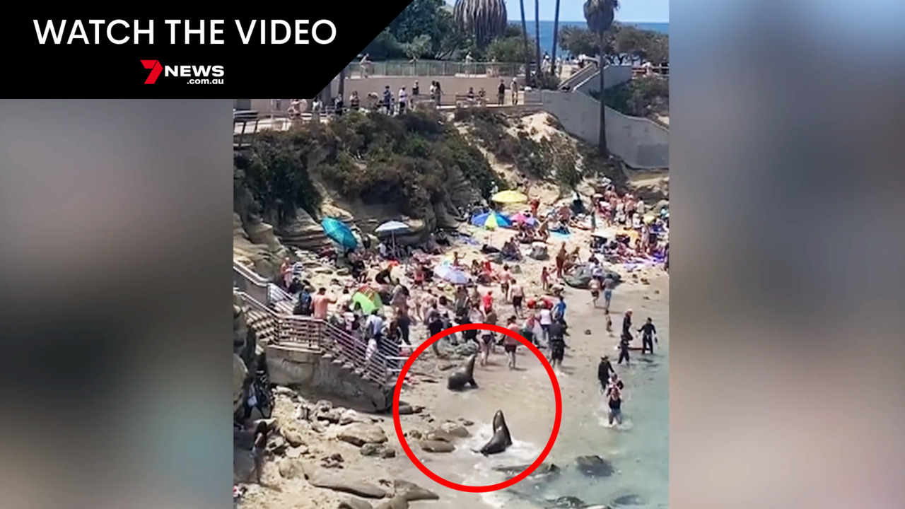 California sea lions charge toward startled beachgoers at San Diego's La  Jolla Cove