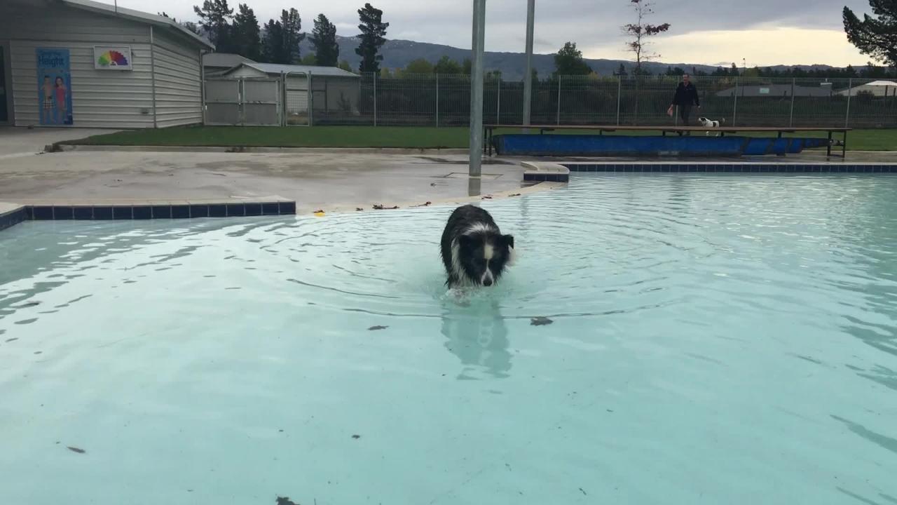 Soggy Doggy Pool Day