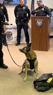 Cutest dog in NSW: All the local winners revealed Daily Telegraph