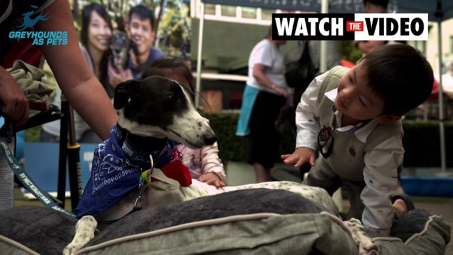 Greyhounds As Pets adoption program expands to western NSW Daily