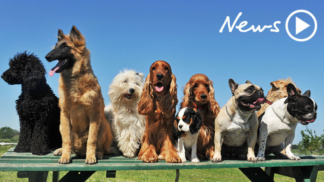 Dog attack: Do we need to ban certain breeds in Australia? The