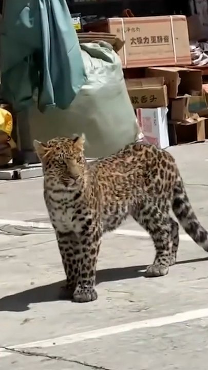 Leopard stuns crowd as it roams busy neighbourhood | news.com.au ...