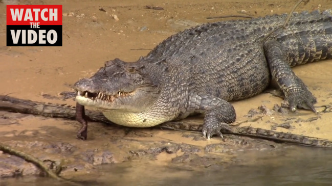 Croc Cove resident Axel passes away aged about 90 NT News