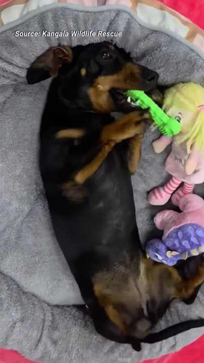 Kangaroo Island's Valerie sausage dog in first video since she was - Main Image