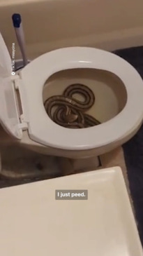 Cairns news: Woman finds snake and two rats inside toilet bowl early morning