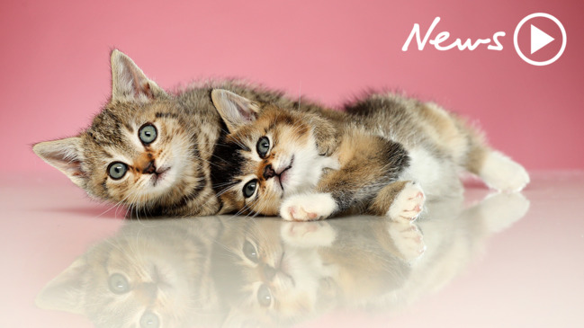 Top 10 Geelong Pet Groomers for 2019 Geelong Advertiser