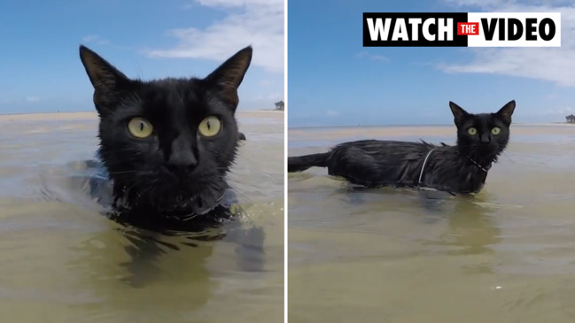 RSPCA reveal Insta-famous 'Furbassadors': Meet the cat who loves