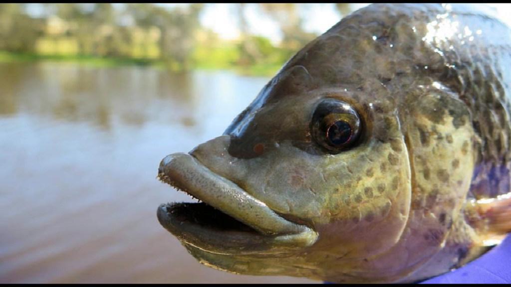 Best fishing spots in Townsville Townsville Bulletin