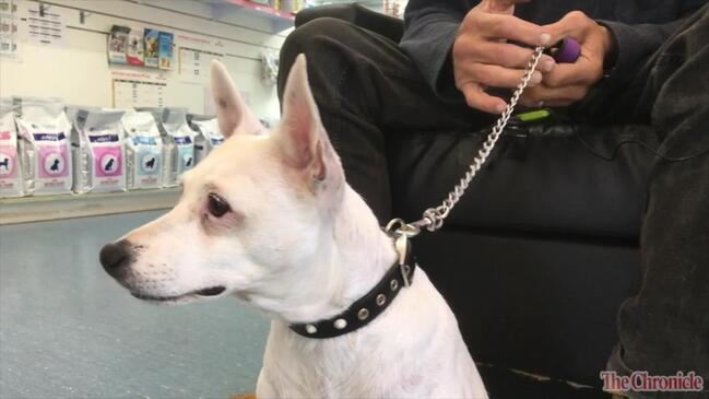 Toowoomba vet to offer free clinic to homeless pets The Courier Mail