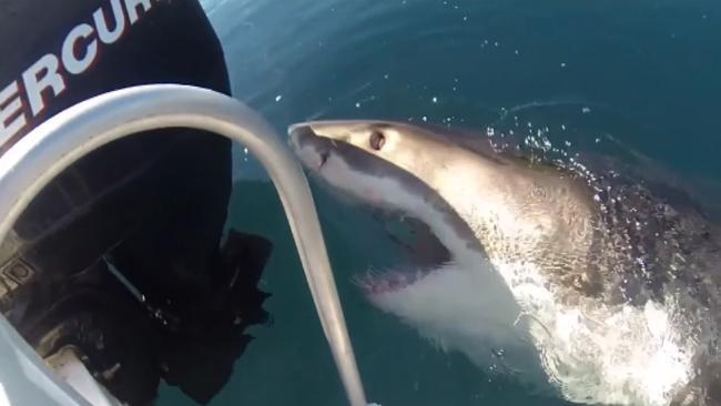 Surfers survive attack by great white shark off West Coast of