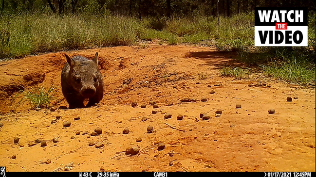 Covid causing an increase in wombat mange in Southern NSW