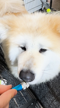 The weiner takes it all (again) Daily Telegraph