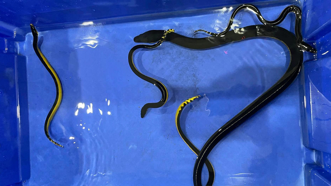 Yellow bellied sea snake surprises vet clinic staff by giving birth
