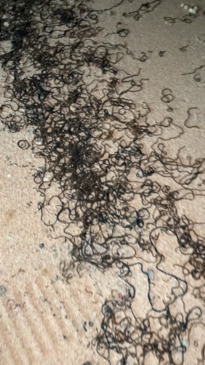 Thousands Of Mystery Sea Worms Wash Up On Tourist Beach Gold Coast