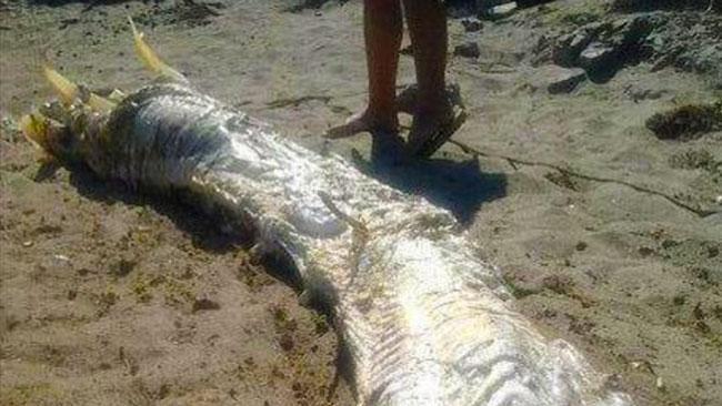 Experts puzzled after mysterious, four-metre-long 'sea creature' with horns  found on Spain beach | The Courier Mail