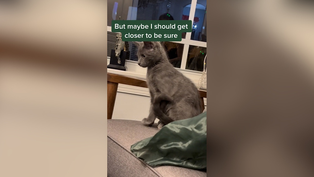 Pet Rspca Report Stray Cat Rehoming New Home For My Dog The Lost - Main Image