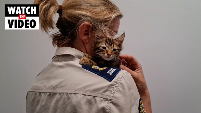 Kitten saved in miraculous 10m tree fall at Brahma Lodge NT News