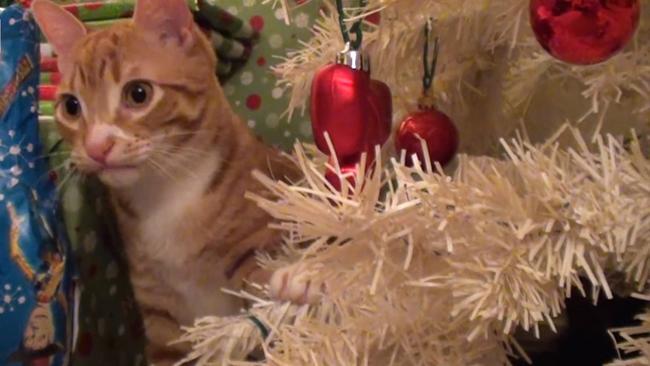 Cats Versus Christmas Trees Herald Sun