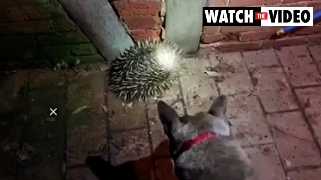 RSPCA SA public call out in puppy search The Advertiser