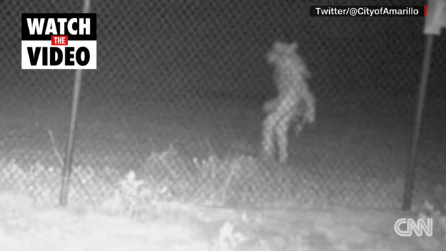 Terrifying picture shows unidentified creature roaming through