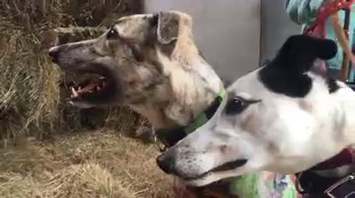 RSPCA launches greyhound adoption drive Herald Sun