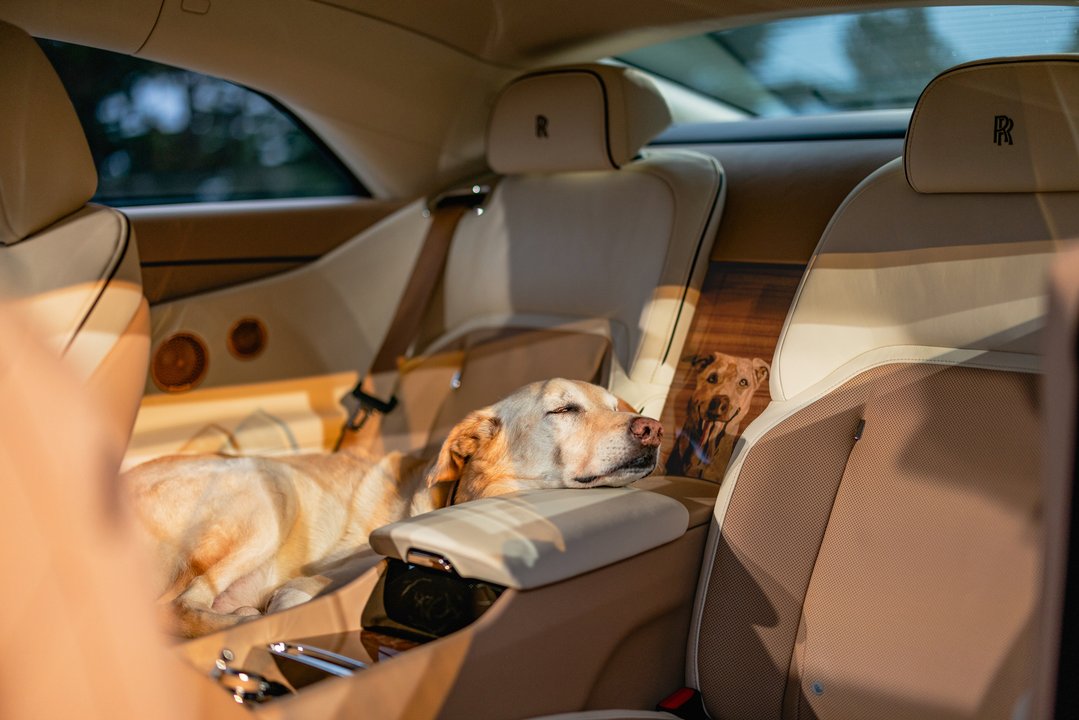 The family that spent $1m on their dog | Herald Sun