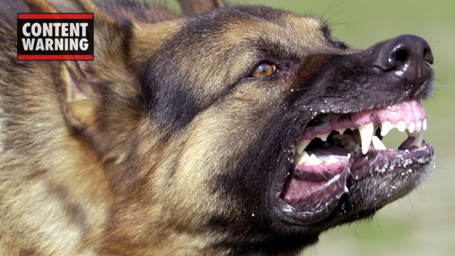 Which dog breed can lower your heart rate? The Courier Mail