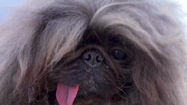 Meet Wild Thang, the 'world's ugliest dog' Herald Sun