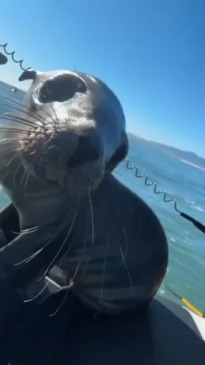 Funny sea lion videos hot sale