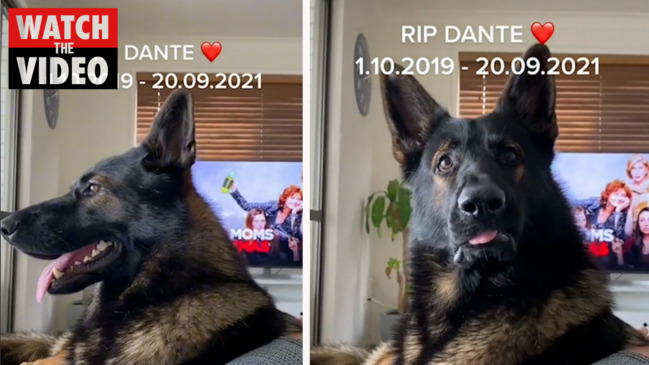 Gold Coast dog passes, owner recounts rise to internet fame The