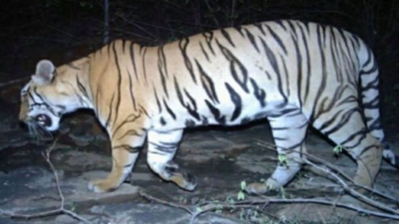 Man Eating Tigress Shot Dead In India Sky News Australia 
