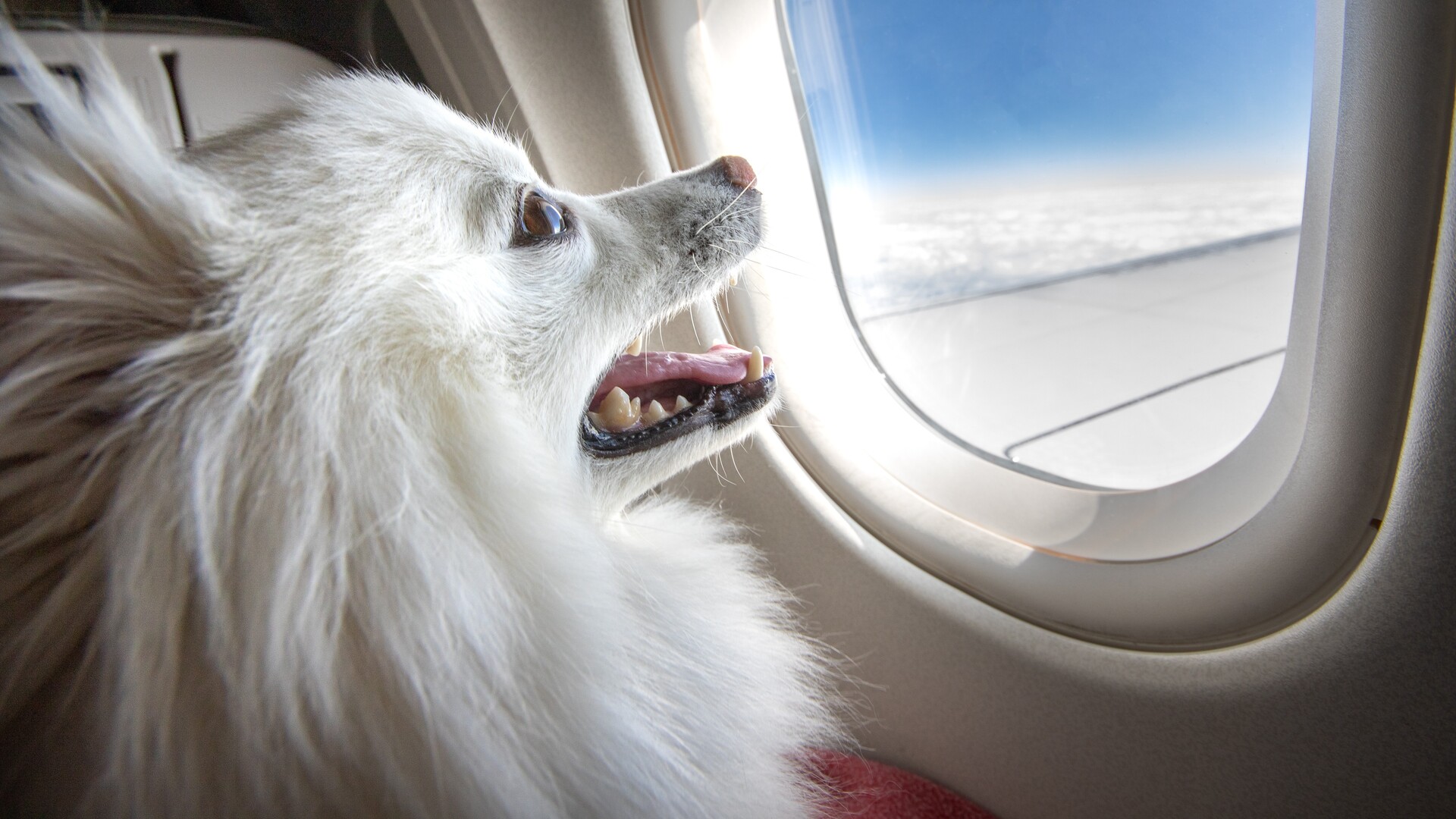 Virgin Australia to allow pets on planes Sky News Australia