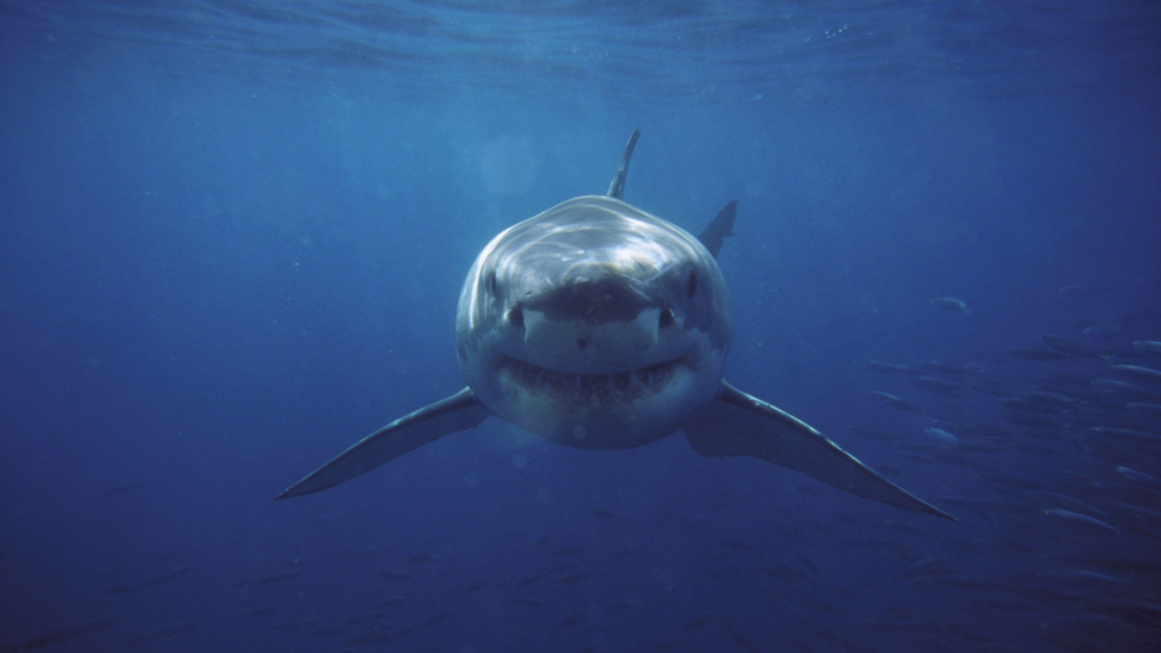 Sharks are 'absolute killers'