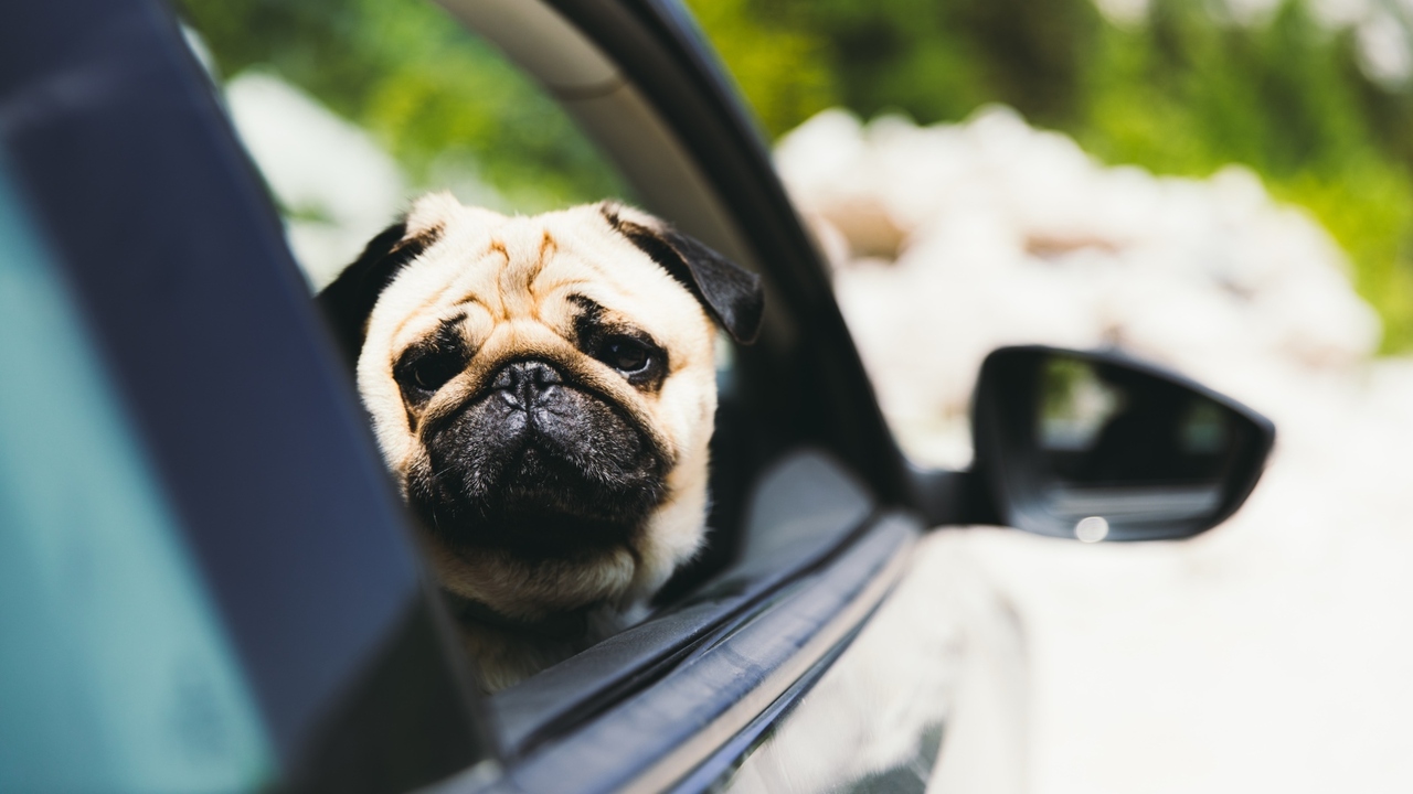 Uber Pet Geelong: rideshare service for pets launches Geelong