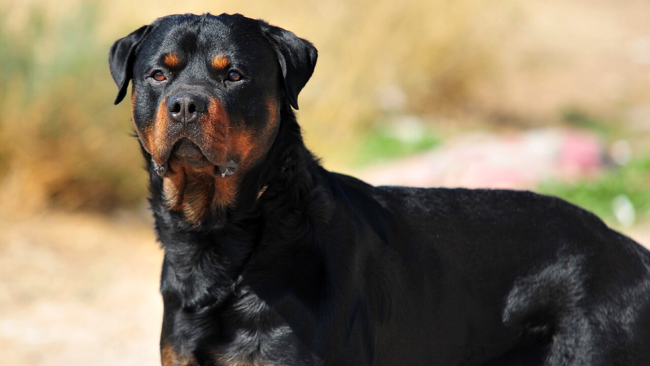 Full Grown Rottweiler Male Dogs Like Rottweiler Male Full Grown