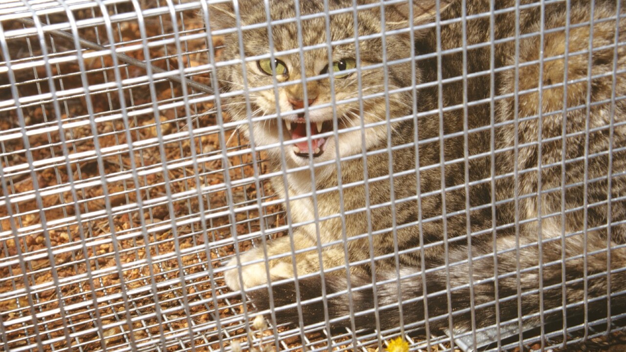 Aussie pet laws: Victoria leads way in cat curfews, wildlife