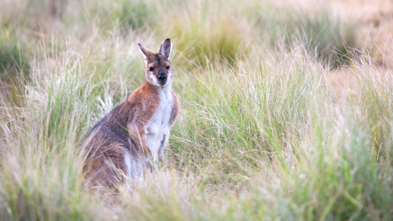 endangered-bushland-creatures-return-in-predator-proof-wildlife-zones