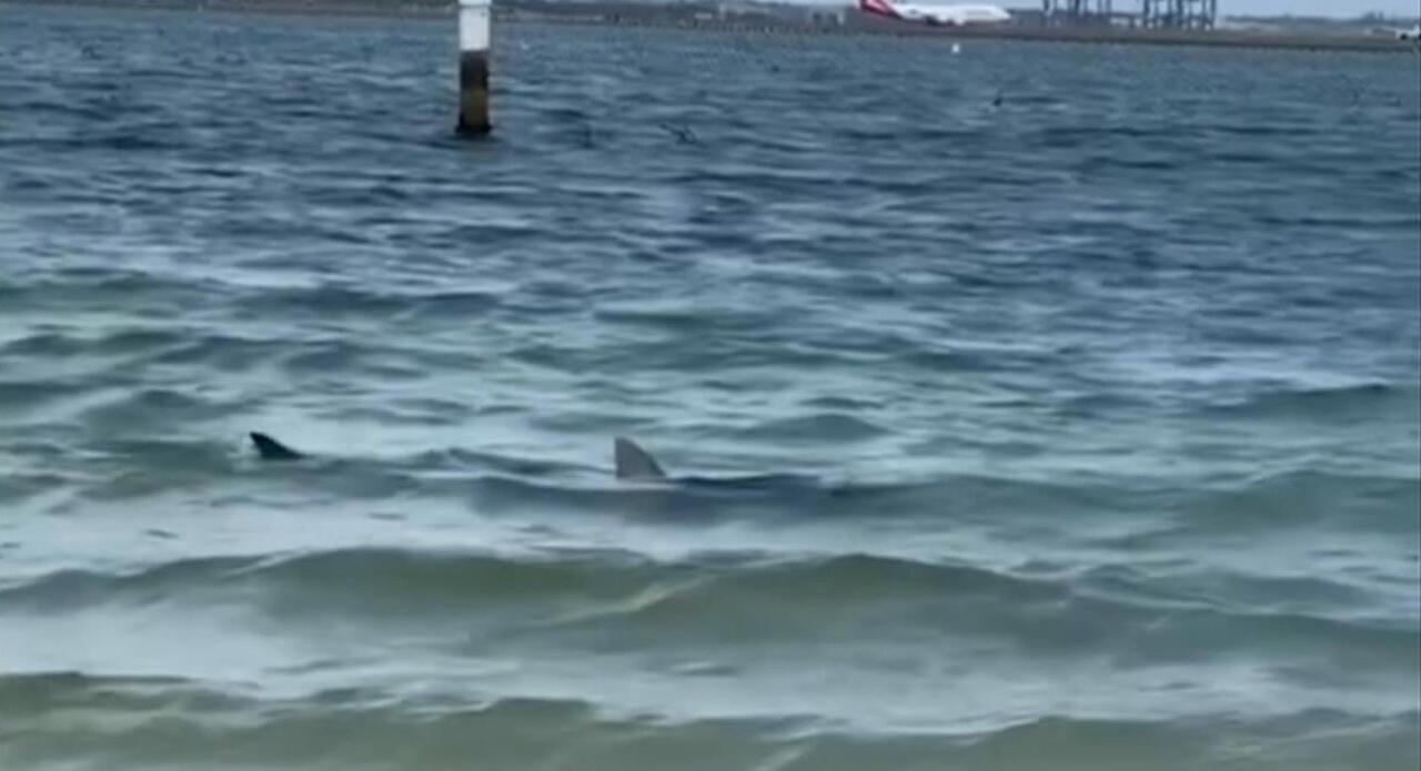 Beachgoers spot shark in netted area in Sydney | Sky News Australia