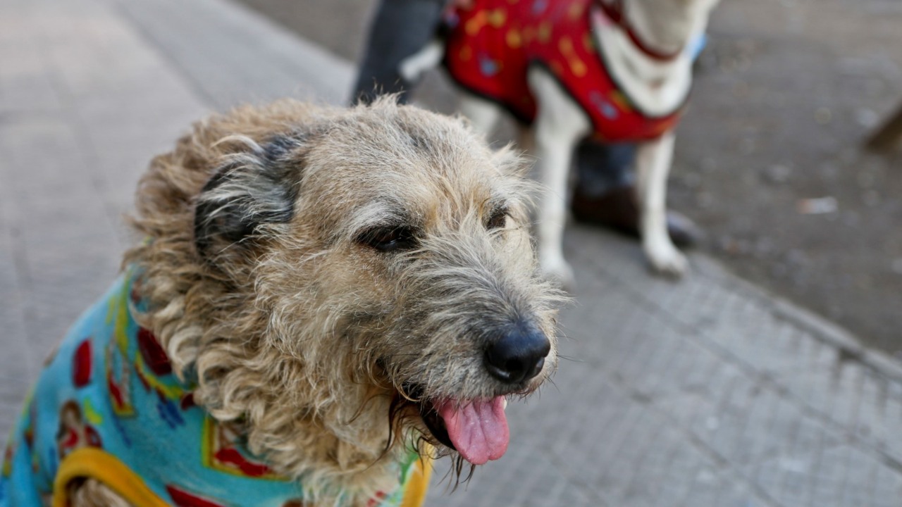 Animal Welfare League opens brand new community funded centre | Sky ...