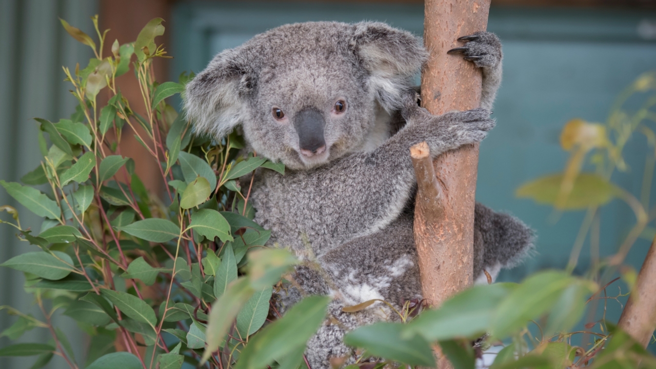 koala threats and predators