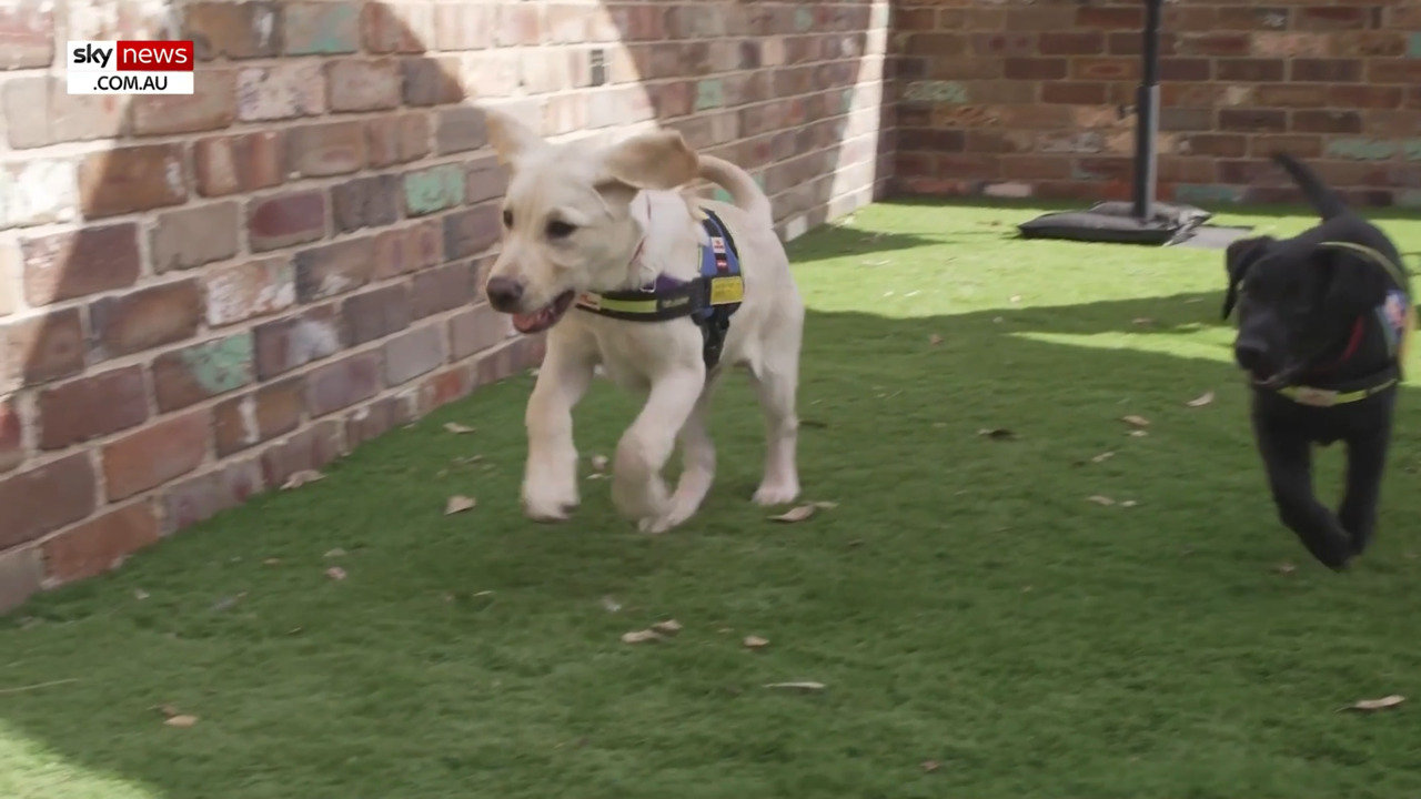 Uber enhances support for riders with assistance animals by