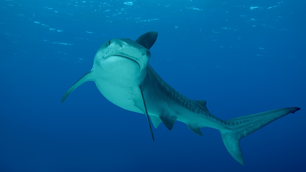 Sydney man killed by a shark attack in New Caledonia